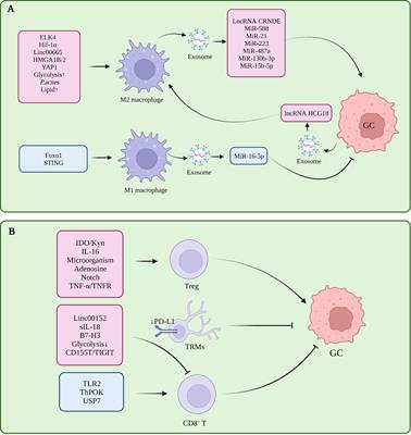 Tumor microenvironment-mediated immune tolerance in development and treatment of gastric cancer